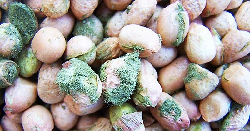 Aflatoxines