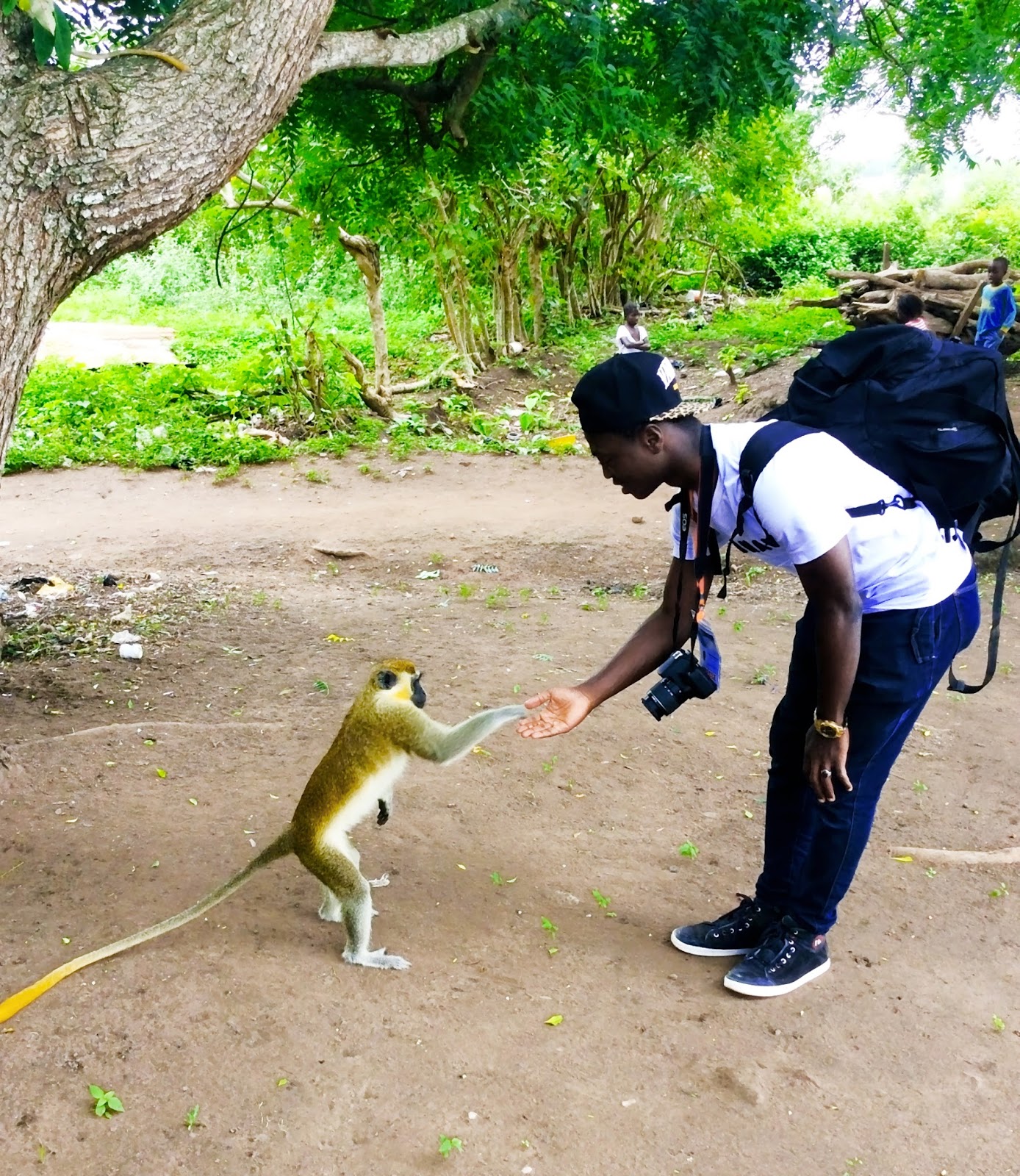 singe sacré 1