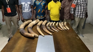 C&ocirc;te d&rsquo;Ivoire : Arrestation de 4 pr&eacute;sum&eacute;s trafiquants avec 11 pointes d&rsquo;ivoire