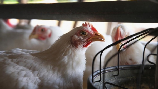Côte d’Ivoire : Vers la mise en place de groupements de défense sanitaire pour contrecarrer la grippe aviaire