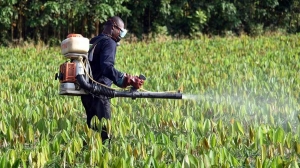 Santé : Certains pesticides causent un rétrécissement du pénis et une baisse de la fertilité chez l&#039;Homme (spécialiste)