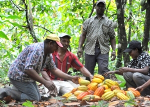 Le Ghana maintien le prix bord-champ du kg de cacao à 960 FCFA
