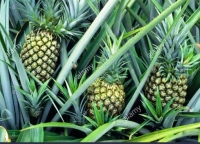 Côte d’Ivoire-Dossier/ Agro-business ou placement d’argent réinventé : biz ou arnaque ?
