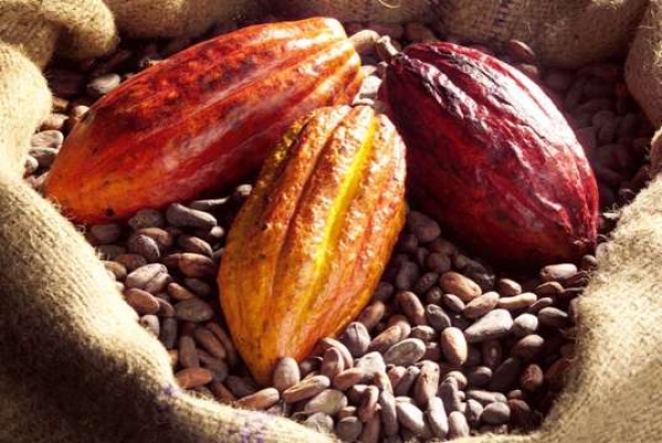 Le kilogramme de cacao fixé au &quot;prix record&quot; de 1000 FCFA pour la campagne 2015-2016