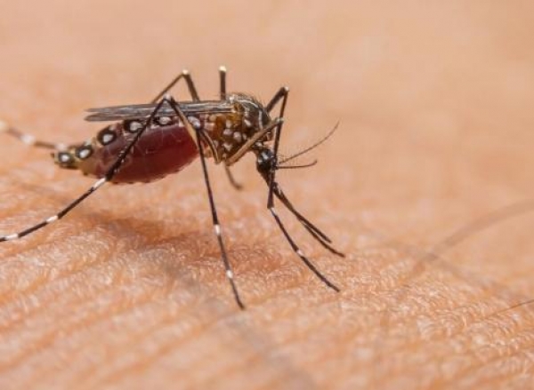 R&eacute;surgence de la Dengue : 684 cas positifs &agrave; Abidjan et &agrave; l&rsquo;int&eacute;rieur du pays