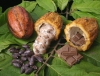 Dossier-Agriculture : L’introduction de gros arbres dans les champs de cacao pourrait préserver le cacaoyer des changements climatiques