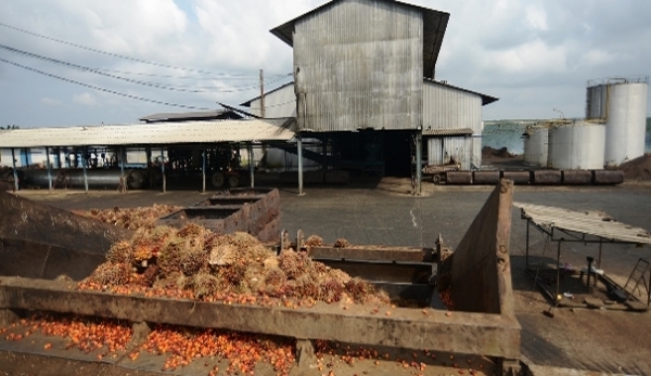 Côte d’Ivoire : Vers la création d’une huilerie à Soubré