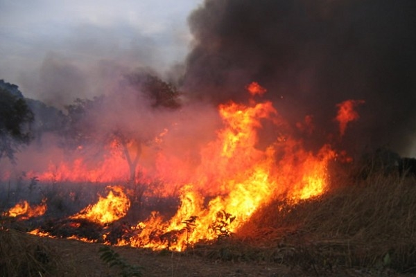 Côte d’Ivoire : Les feux de brousse ravage 125 ha de cultures pérennes à l’Est, mobilisation générale contre le fléau