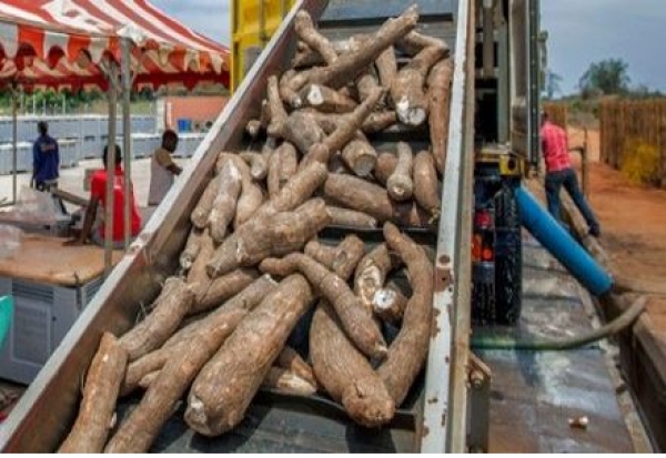 Côte d&#039;Ivoire : Construction prochaine d’une usine de transformation du manioc à Séman (Yamoussoukro)