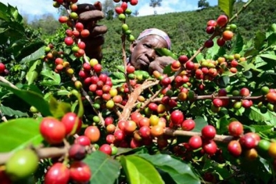 Café : la Côte d’Ivoire préside une réunion de l’Organisation Internationale du Café à Mexico
