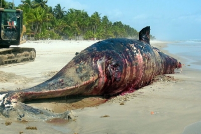 Une baleine sans vie de 12 mètres de long a été découverte sur le littoral ivoirien