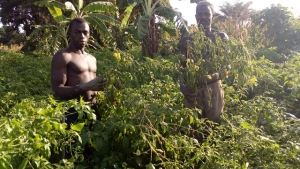 Côte d’Ivoire : Dans la fièvre du &quot;Piment-dollar&quot; à Ferke, un business fructueux mais épicé