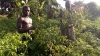 Côte d’Ivoire : Dans la fièvre du &quot;Piment-dollar&quot; à Ferke, un business fructueux mais épicé