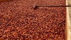 Côte d’Ivoire : Le prix bord champs du cacao rabaissé à 700 FCFA/kg pour la campagne intermédiaire