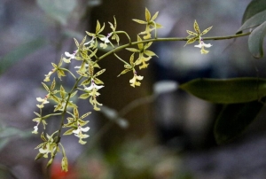 Inde: Redécouverte d’une espèce botanique disparue