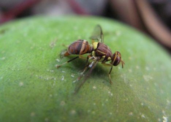 Côte d&#039;Ivoire-Agriculture : La filière mangue et la pénible lutte contre la mouche des fruits