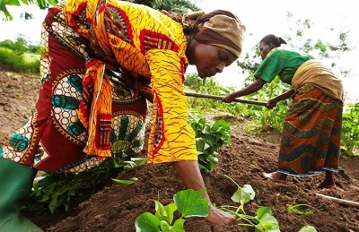 Agriculture : la Côte d’Ivoire reçoit 18,6 millions de dollars pour booster sa filière rizicole