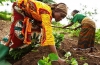 Agriculture : la Côte d’Ivoire reçoit 18,6 millions de dollars pour booster sa filière rizicole