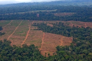 Enquête sur les investissements de Bolloré qui menacent les forêts africaines