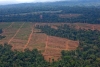 Enquête sur les investissements de Bolloré qui menacent les forêts africaines