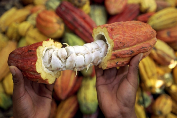 C&ocirc;te d'Ivoire: la mauvaise fertilit&eacute; des sols est la cause du d&eacute;clin de la productivit&eacute; du cacao, selon des chercheurs