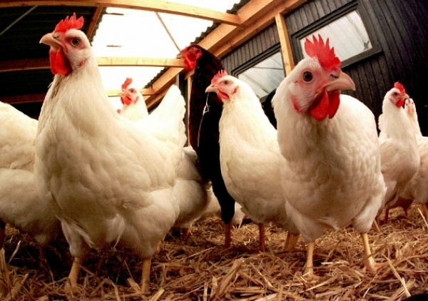 Grippe aviaire : il y a eu &quot;juste un foyer&quot; mais &quot;pas d’épidémie&quot; en Côte d’Ivoire