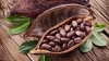 C&ocirc;te d&rsquo;Ivoire : Bient&ocirc;t une usine de transformation de cacao &agrave; Guinglo-Zagna (D&eacute;partement de Bangolo)