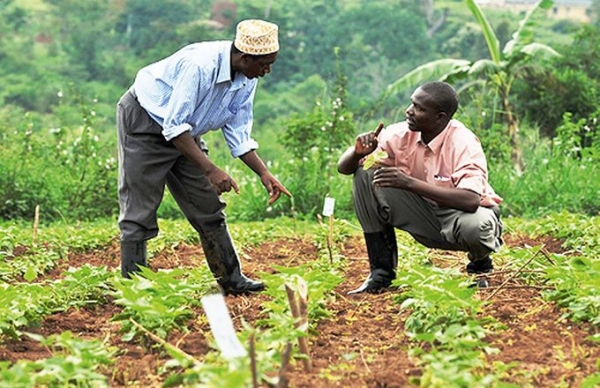 Nigeria : La BAD approuve un pr&ecirc;t de 210 millions de dollars pour la transformation agroalimentaire