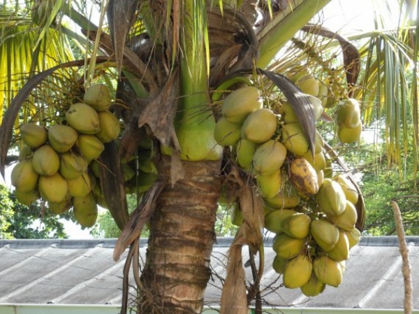 Côte d&#039;Ivoire : Une &quot;foire du Cocotier&quot; à Grand-Lahou pour vulgariser les richesses de cette culture