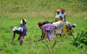 C&ocirc;te d&rsquo;Ivoire : la BAD va soutenir la cr&eacute;ation de cha&icirc;nes de valeur agricoles (Adesina)