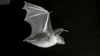 Une chauve souris (image d&#039;archive) 