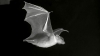 Une chauve souris (image d&#039;archive) 
