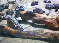 Des morceaux de chaire et des os brais&eacute;s de l'&eacute;l&eacute;phanteau abattu et consomm&eacute; &agrave; Ferkess&eacute;dougou