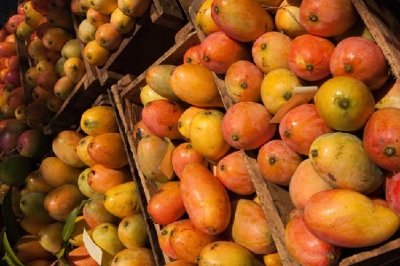 C&ocirc;te d&rsquo;Ivoire : Trois nouvelles unit&eacute;s de transformation de mangue annonc&eacute;es dans le Nord ivoirien