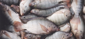 Côte d’Ivoire : le gouvernement interdit l&#039;importation du tilapia provenant de cinq pays