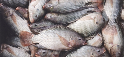 Côte d’Ivoire : le gouvernement interdit l&#039;importation du tilapia provenant de cinq pays