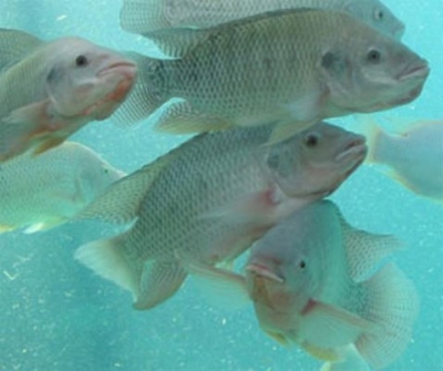 P&ecirc;che-Exp&eacute;rimentation des tilapias br&eacute;siliens en C&ocirc;te d'ivoire: Un franc succ&egrave;s