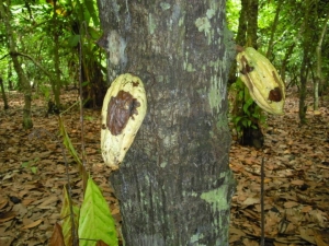 Côte d’Ivoire : des variétés améliorées pour éradiquer swollen shoot, maladie qui dévaste les cacaoyers