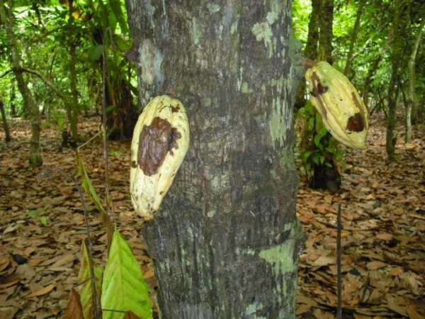Côte d’Ivoire : des variétés améliorées pour éradiquer swollen shoot, maladie qui dévaste les cacaoyers
