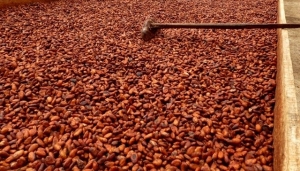 Côte d&#039;Ivoire : Fin imminente du ralentissement de la commercialisation du cacao