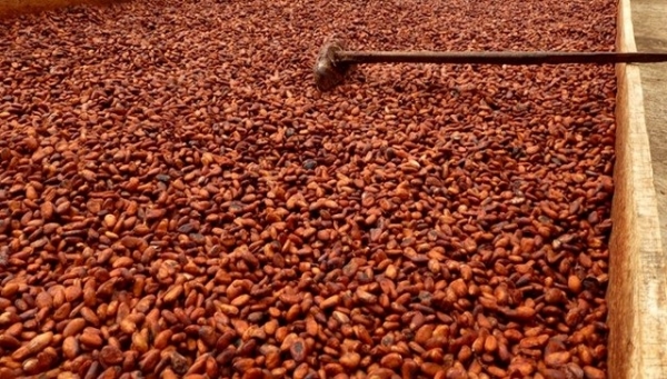 Côte d&#039;Ivoire : Fin imminente du ralentissement de la commercialisation du cacao