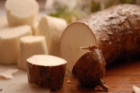C&ocirc;te d'ivoire : Un forum sur la valorisation du manioc ouvert &agrave; Abidjan