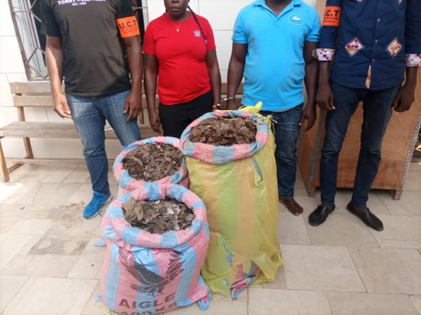 C&ocirc;te d&rsquo;Ivoire : Deux trafiquants d&rsquo;&eacute;cailles de pangolins interpell&eacute;s &agrave; Yopougon avec 122 kg d&rsquo;&eacute;cailles de pangolins