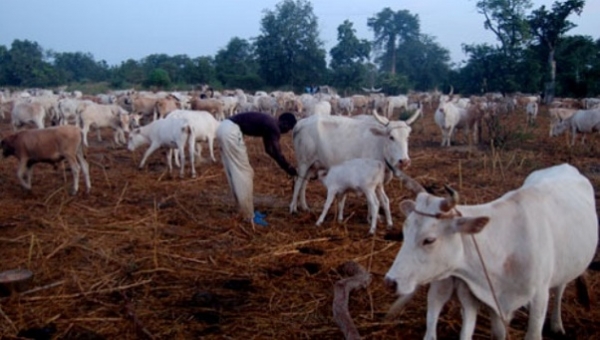 Côte d’Ivoire-Touba : Vers la création de zones pastorales pour mettre fin aux conflits éleveurs-agriculteurs