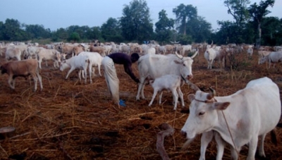 Côte d’Ivoire-Touba : Vers la création de zones pastorales pour mettre fin aux conflits éleveurs-agriculteurs