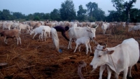 Côte d’Ivoire-Touba : Vers la création de zones pastorales pour mettre fin aux conflits éleveurs-agriculteurs
