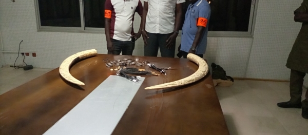 C&ocirc;te d&rsquo;Ivoire : Un trafiquant d&rsquo;ivoire et de poils d&rsquo;&eacute;l&eacute;phant mis aux arr&ecirc;ts &agrave; Treichville