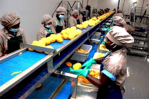 Côte d&#039;Ivoire/ Agro-Industrie / l’Usine de Transformation de fruits sechés tropicaux de Bonoua : Une unité industrielle pour accroitre la valeur ajoutée de la filière