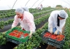 Maroc : La BAD Mobilise Plus de 114 Millions d&rsquo;euros pour Soutenir une Agriculture plus R&eacute;siliente et Plus Inclusive