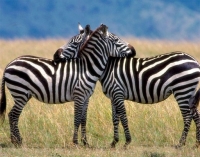 C&ocirc;te d'Ivoire : Le Zoo d&rsquo;Abidjan s&rsquo;enrichit de quatre z&egrave;bres d&rsquo;Afrique du Sud